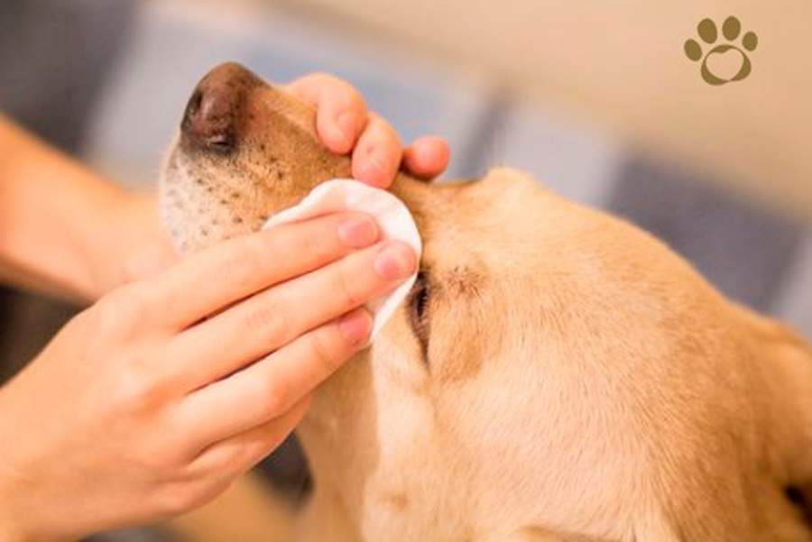 Pet Society lan&ccedil;a a primeira &Aacute;gua Micelar para animais