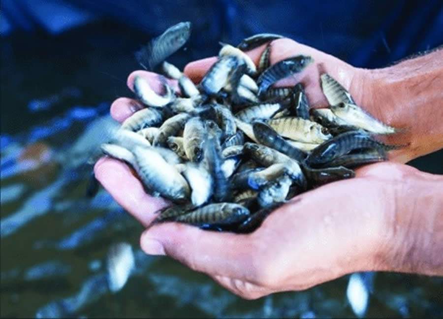 Instituto Cooperar Brasil desenvolve projetos com Aquicultura e Pesca e criará mais de 6 milhões de vagasde trabalho no País