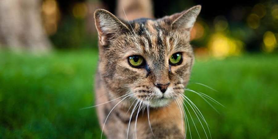 Gatos: curiosidades e cuidados para preservar a sa&uacute;de dos felinos