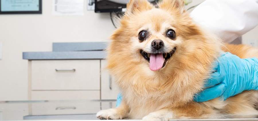 Citologia veterinária: um exame importante na detecção de tumores em pets
