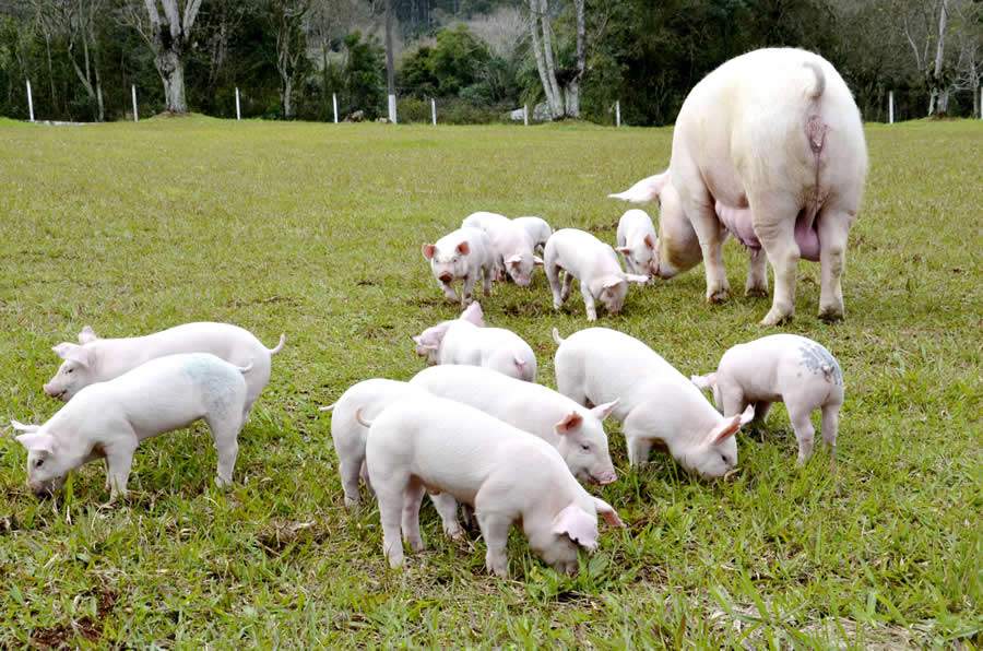 Cr&eacute;ditos da foto: Embrapa