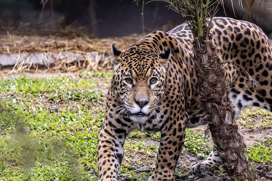  O maior zool&oacute;gico da Am&eacute;rica Latina espera por voc&ecirc; - (Cr&eacute;dito: Divulga&ccedil;&atilde;o Zoo S&atilde;o Paulo)