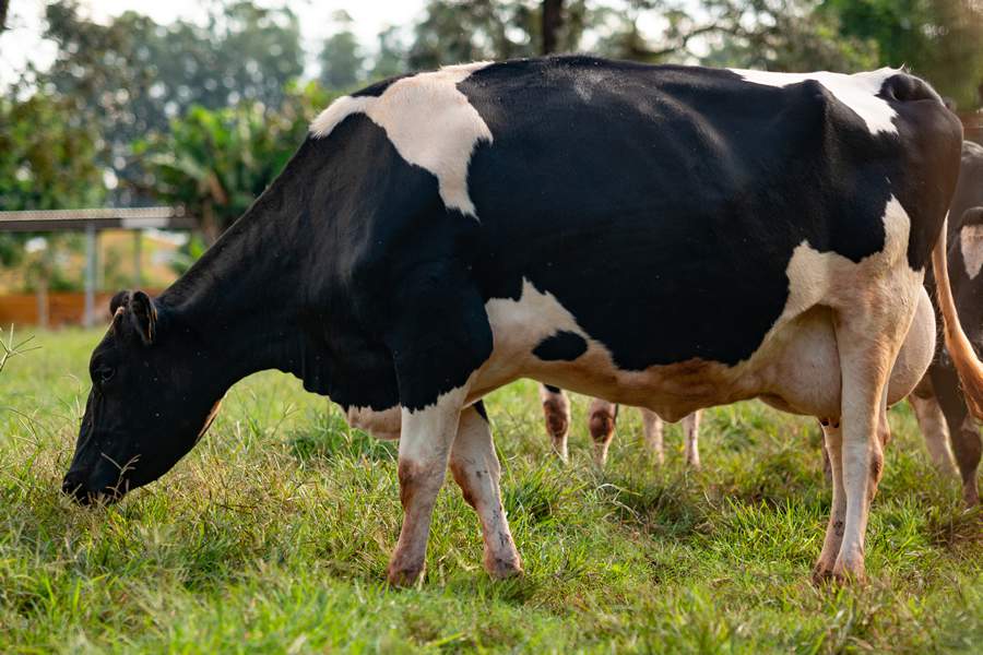 Fornecimento de forragem de qualidade para vacas leiteiras é estratégia lucrativa para a atividade