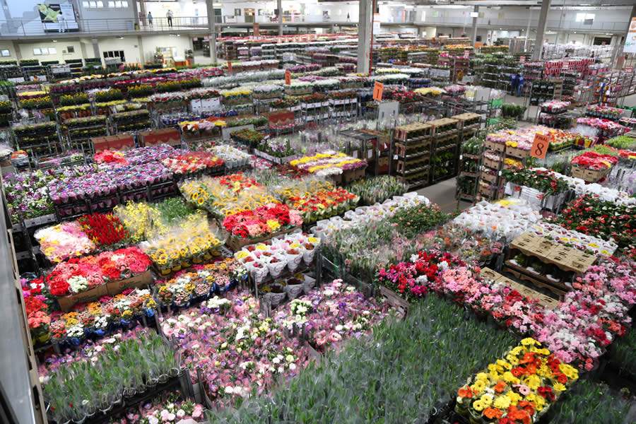 P&aacute;tio da Cooperativa Veiling Holambra - Divulga&ccedil;&atilde;o