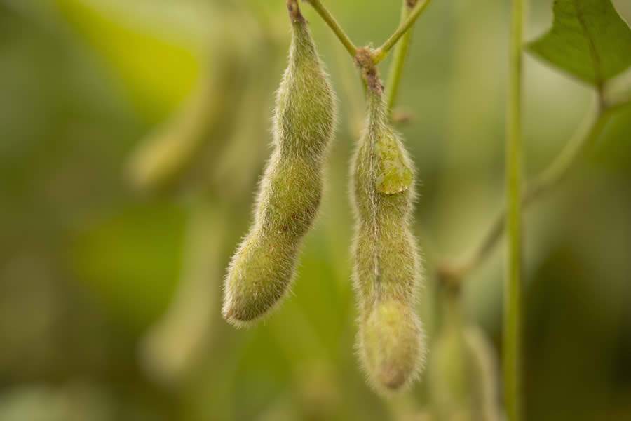 FMC participa do Dia de Campo C.Vale com tecnologias sustentáveis para soja e milho