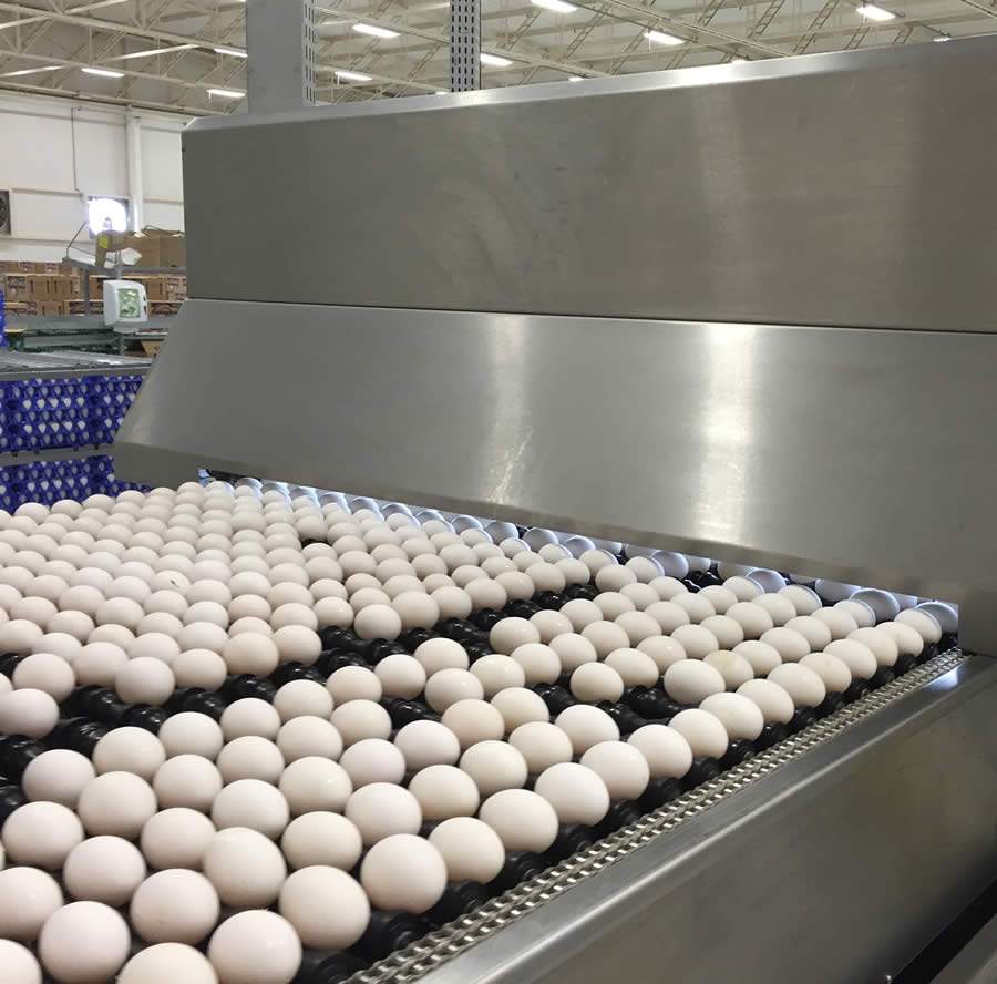 Ovos 100% livres de antibióticos