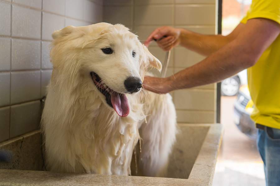 Cr&eacute;ditos: N&iacute;collas de Oliveira