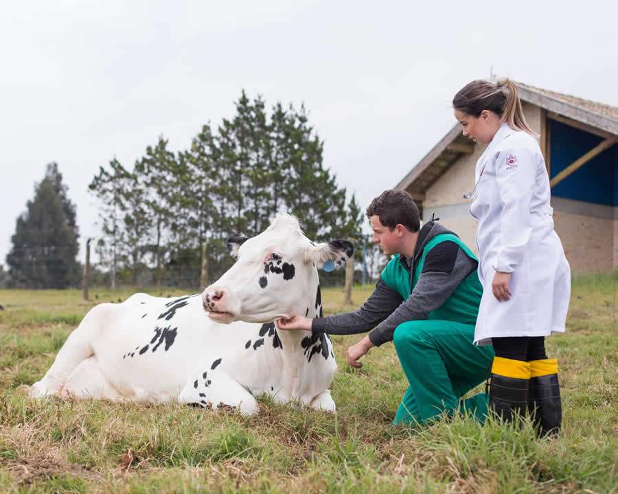 Bezerros mestiços nascem mais saudáveis e se desenvolvem melhor, aponta pesquisa - Divulgação_PUCPR