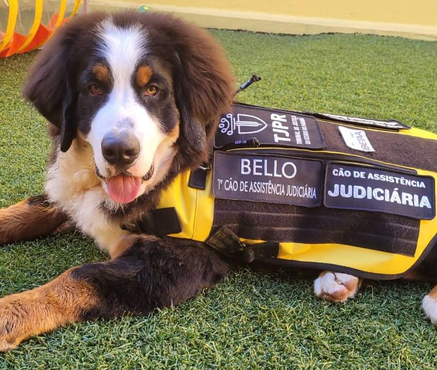 Cr&eacute;dito Divulga&ccedil;&atilde;o Royal Canin