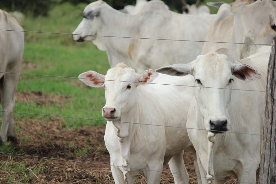 Nematoides-carrapatos-oferecem-grande-risco-bezerros-vacas-em-periodo-pos-parto-foto-divulgacao-vetoquinol