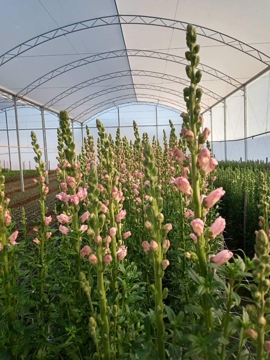 Expectativa &eacute; um aumento de 2% a 5% no &acirc;mbito das floriculturas - Cr&eacute;ditos: Olga Jaqueline Los Kassies