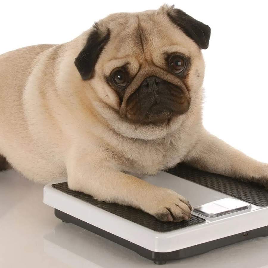 &Ocirc;mega 3: o poderoso aliado dos pets