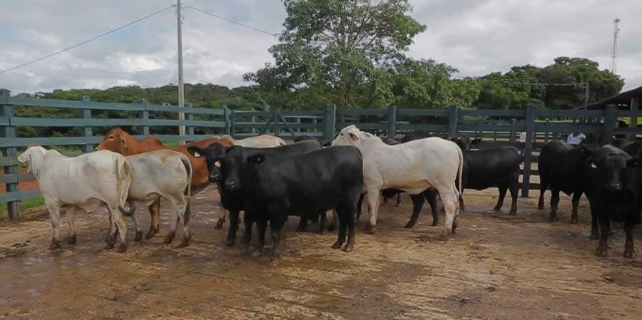 Casa Branca Agropastoril realiza 1ª Prova de Desempenho de Fêmeas com foco na eficiência alimentar