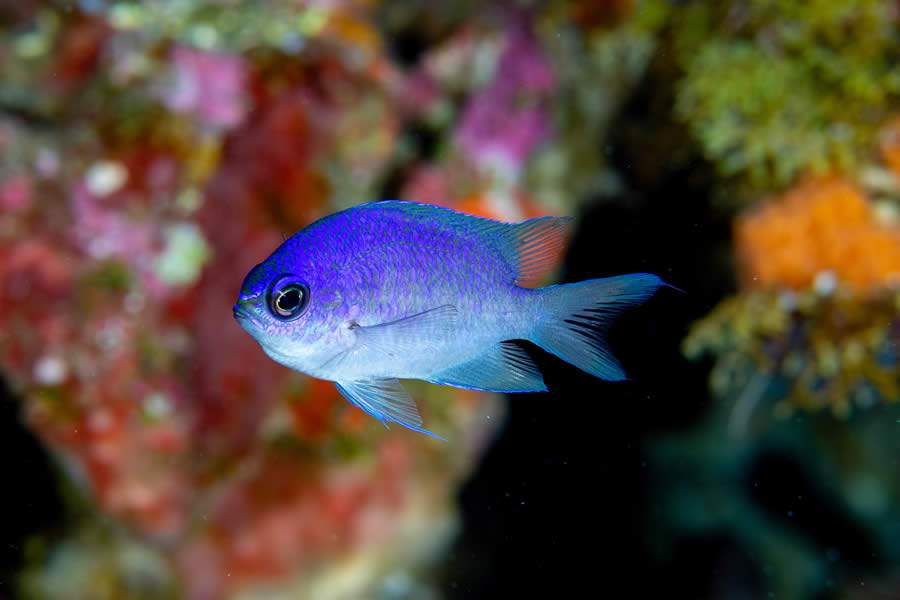 Chromis scotti_LAR6837 (by Luiz A Rocha)