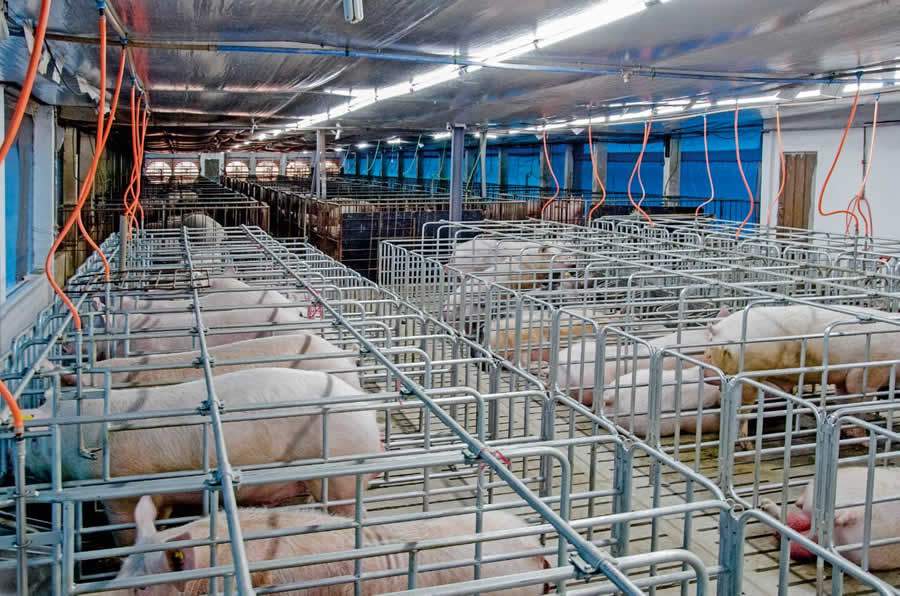 Nutri&ccedil;&atilde;o influencia na produtividade de su&iacute;nos reprodutores