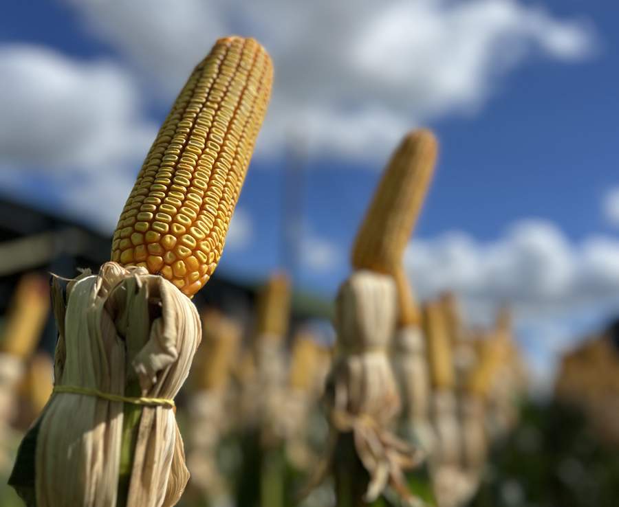Divulgação FertiSystem