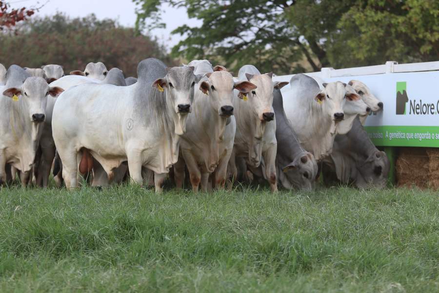 Leilão Virtual Touros Melhoradores coloca machos de alta qualidade à venda