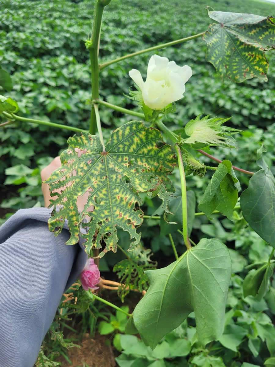 Sintoma de Meloidogyne incognita na folha do algodão