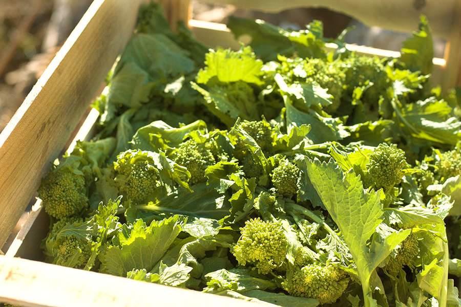 Cultivo in&eacute;dito de Cime di Rapa (br&oacute;colis de origem italiana) rende seu primeiro lote de antepastos genuinamente produzidos no Brasil