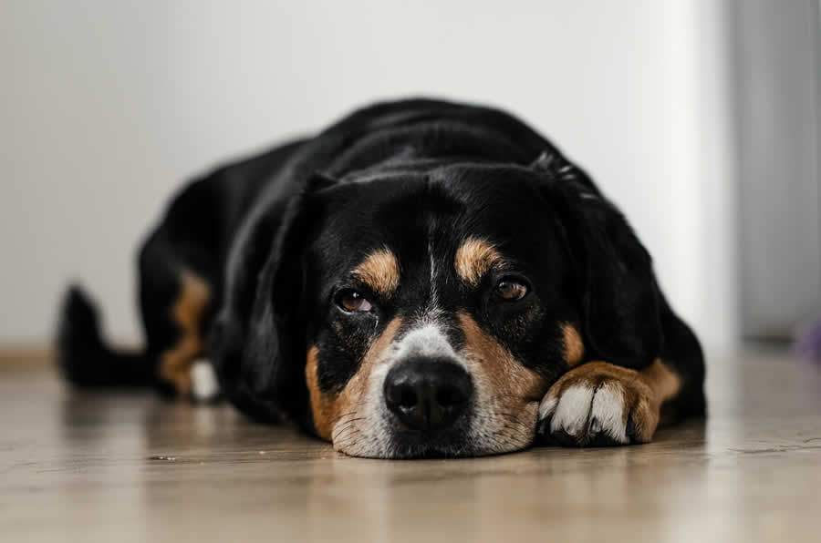 90% dos casos de leishmaniose visceral canina da América do Sul ocorrem no Brasil. &quot;Verão é o período mais propício à doença&quot;, alerta especialista da Vetoquinol