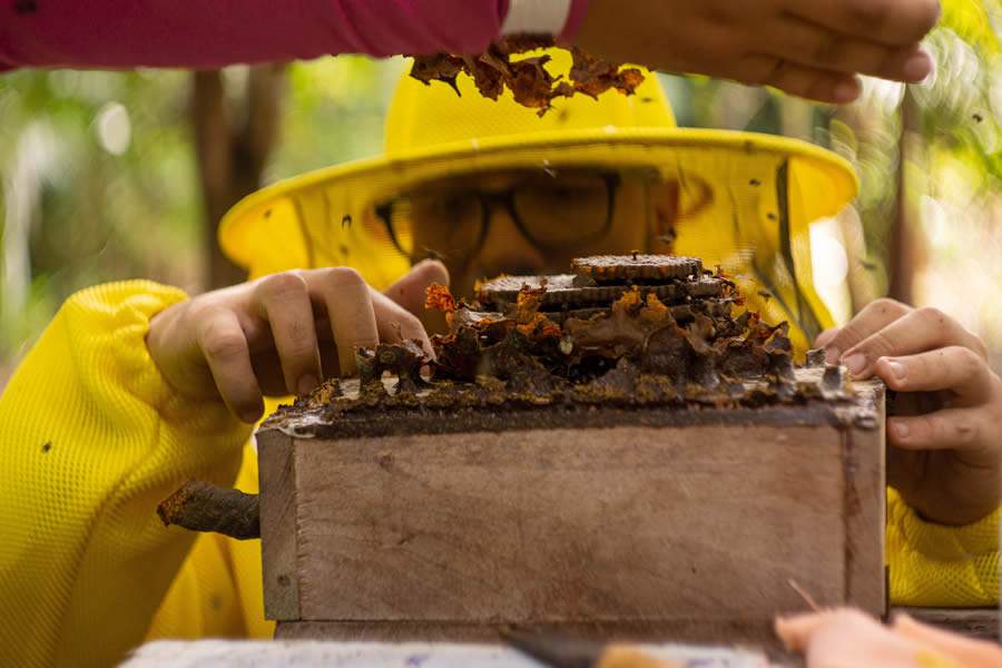 Projeto incentiva a cria&ccedil;&atilde;o de colmeias e mudas no Par&aacute;