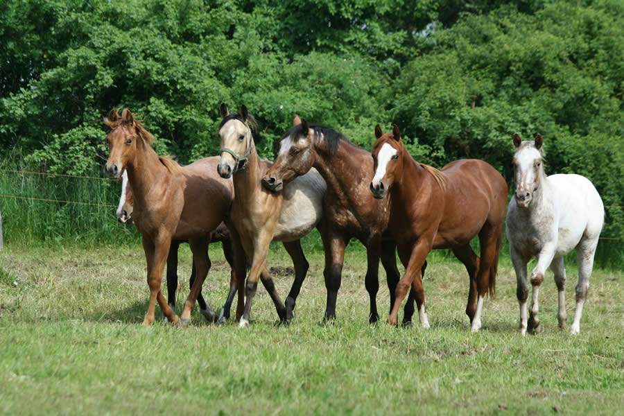 Temperaturas baixas podem afetar desempenho de equinos e provocar doenças respiratórias