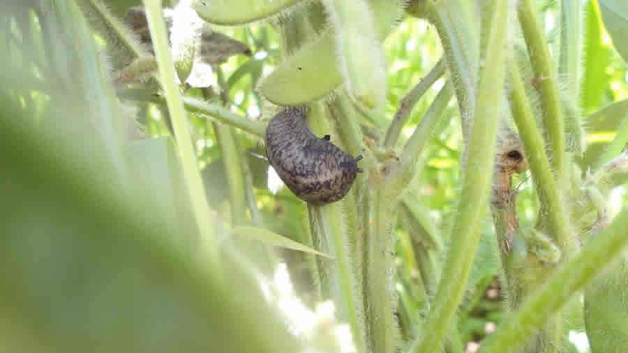  Ataque de lesmas em soja - Divulgação De Sangosse