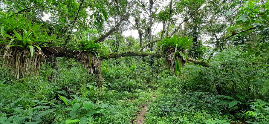 Primeiras a&ccedil;&otilde;es do Projeto Ativo Verde v&atilde;o restaurar mais de 50 hectares em SP