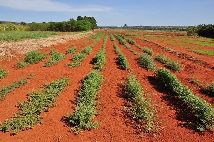 Sementes de Estilosantes e Andropogon de partida para o fim do mundo