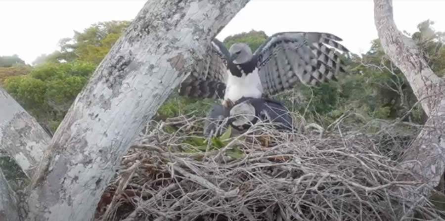 Imagem rara do momento da c&oacute;pula de casal de harpias registrado na Esta&ccedil;&atilde;o Veracel.&nbsp;(Fonte: Projeto Harpia - Mata Atl&acirc;ntica / Universidade Federal do Esp&iacute;rito Santo / Apoio: Veracel)