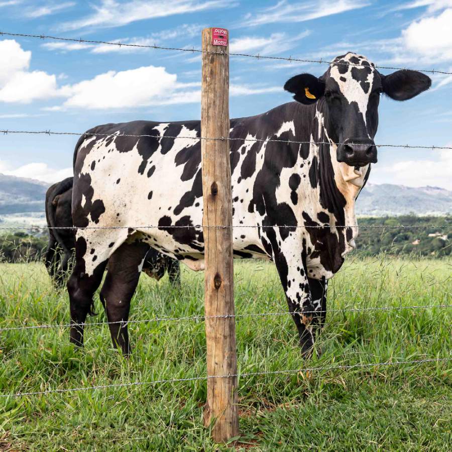 BELGO-Arames-Farpados-Motto-Credito-Divulgacao