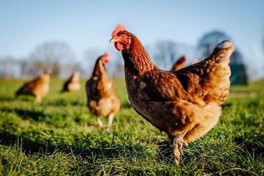 Granjas buscam alternativas naturais para adicionar na nutrição de frangos