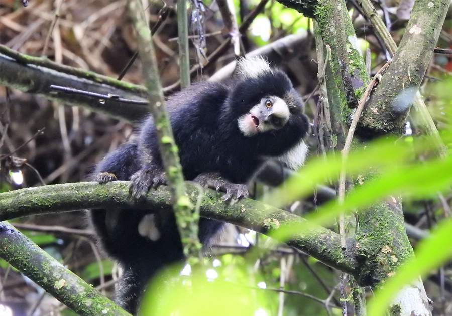 Primata em amea&ccedil;a &eacute; registrado no Parque das Neblinas
