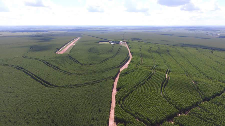 Produção de etanol de milho torna o Mato Grosso em estado potencial para plantio de florestas