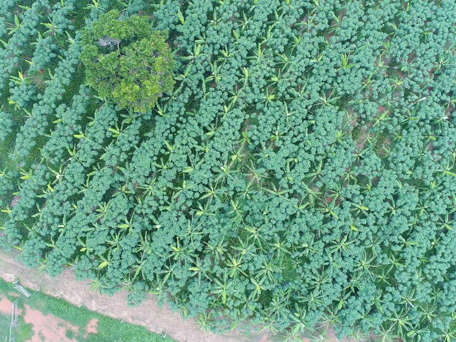 Agroflorestas: empresas desenvolvem soluções para preservação do ambiente aliada à produção de alimentos