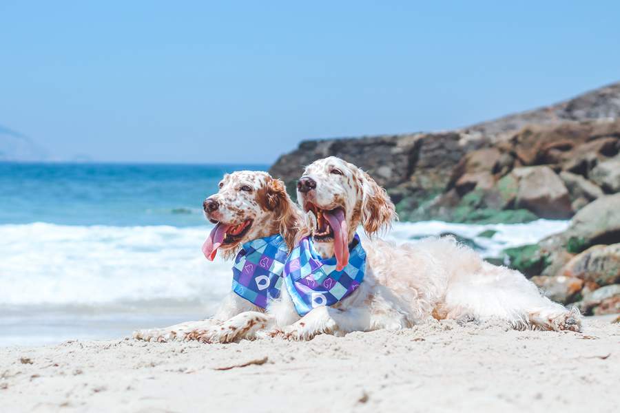  Calor e umidade favorecem a prolifera&ccedil;&atilde;o de parasitas como pulgas, carrapatos e mosquitos - Foto: Vitor Zanfagnini