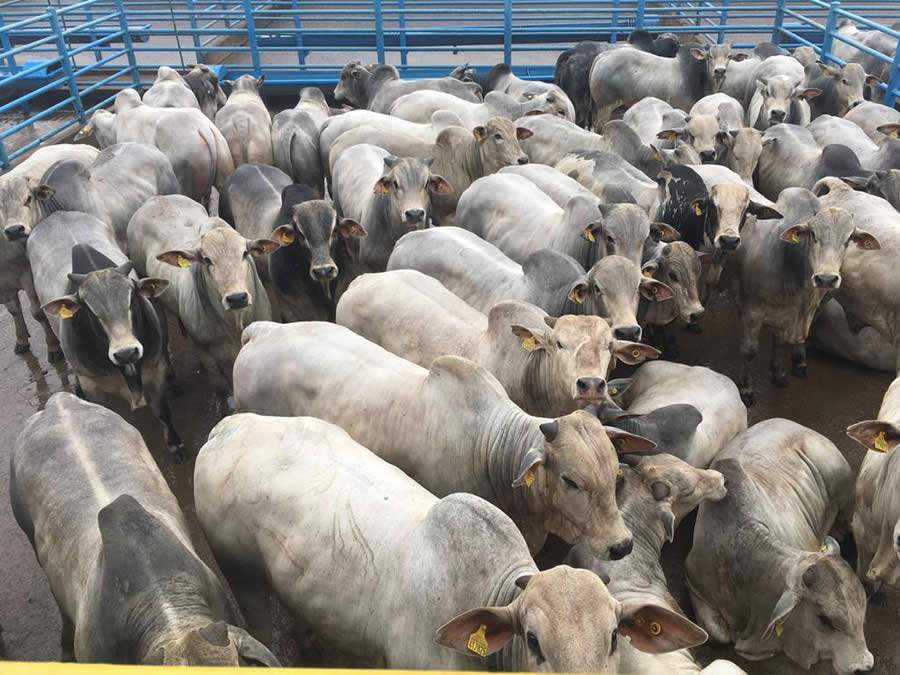 Circuito Nelore de Qualidade: etapa de Naviraí (MS) avaliou 811 animais