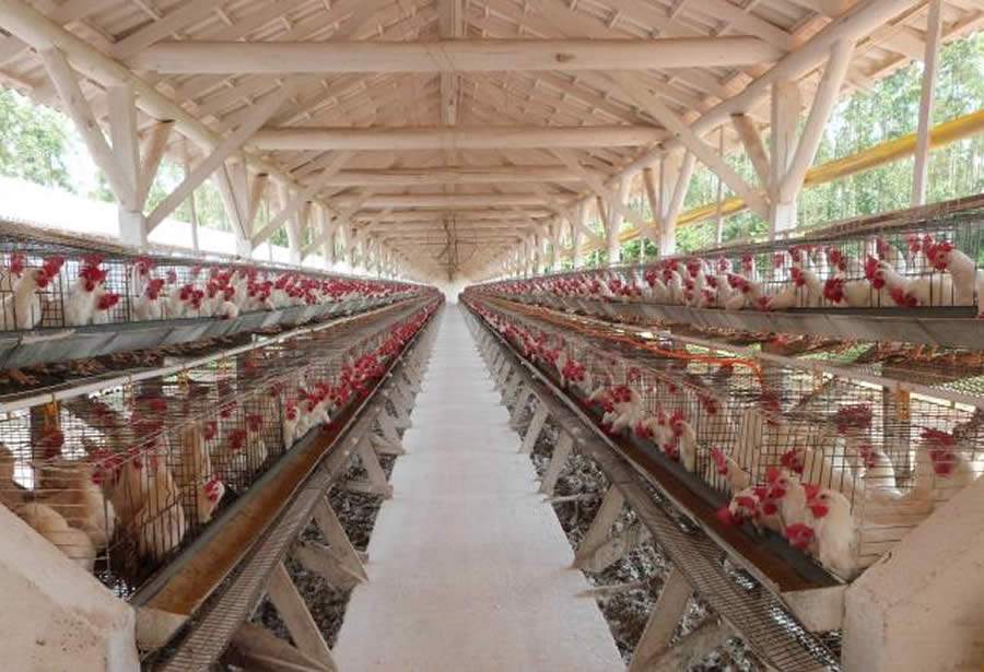 Cuidados para escolher a melhor vacina inativada contra Salmonella em aves