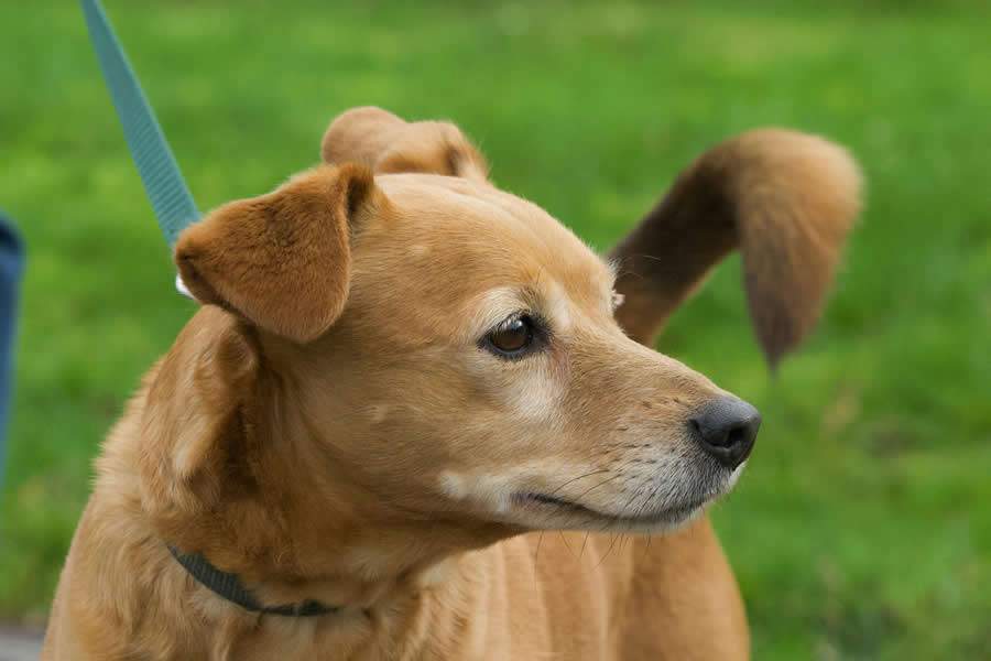  Campanha alerta sobre a importância do uso regular de vermífugos e antiparasitários - Banco de imagens