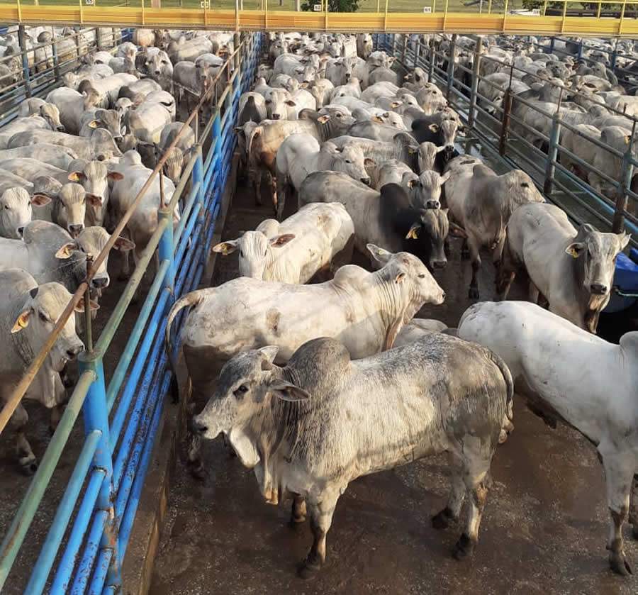 Mais de 1.600 machos participaram da 18ª etapa do Circuito Nelore de Qualidade 2021, em Mozarlândia (GO)