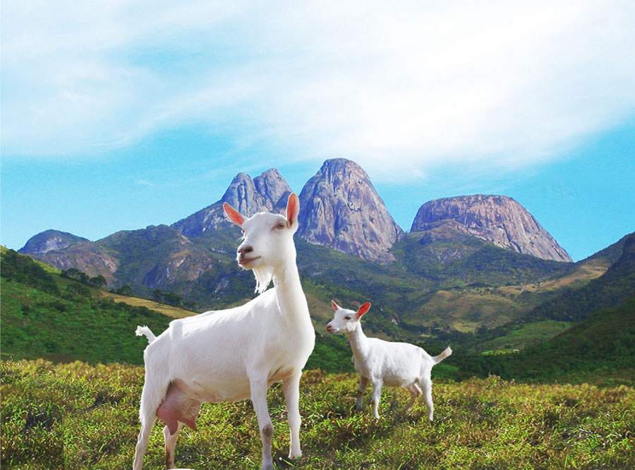 Leite de vaca ou de cabra? Voc&ecirc; sabe as principais diferen&ccedil;as e indica&ccedil;&otilde;es entre esses dois tipos de leite?