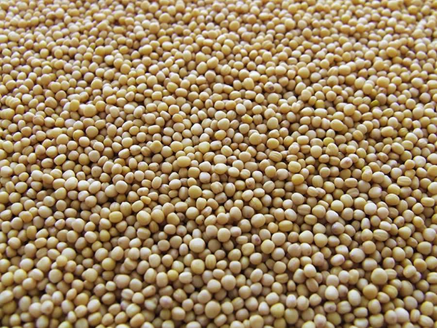 UPL-Desafio-da-Maxima-Produtividade-da-Soja-CESB-Credito-Pixabay