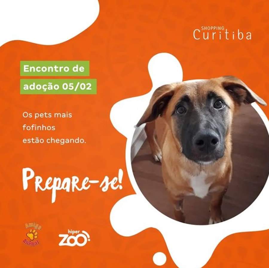 Shopping realiza evento de ado&ccedil;&atilde;o de c&atilde;es neste s&aacute;bado (5)