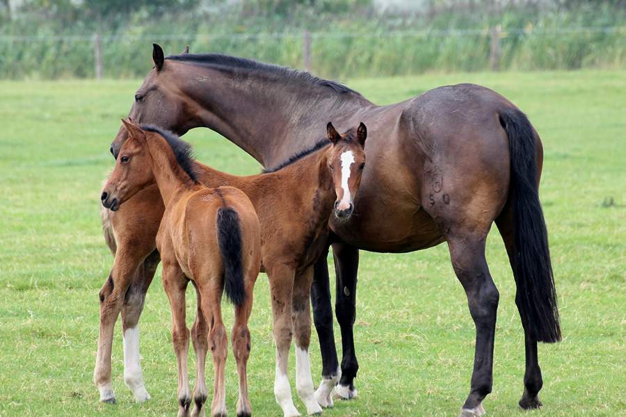 Leptospirose também afeta os cavalos. Doença prejudica o bem-estar animal e gera prejuízo para criadores