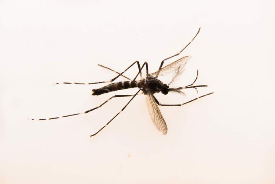 Aedes aegypti, o mosquito transmissor da Dengue e outras doenças - Divulgação / Oxitec