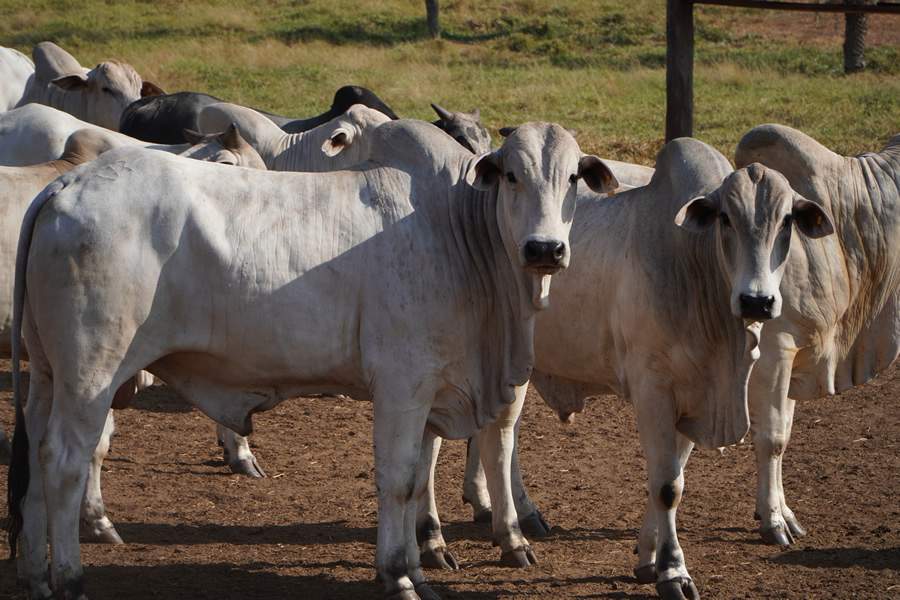 Para aproveitar oportunidades, pecuária em Mato Grosso precisa superar desafios