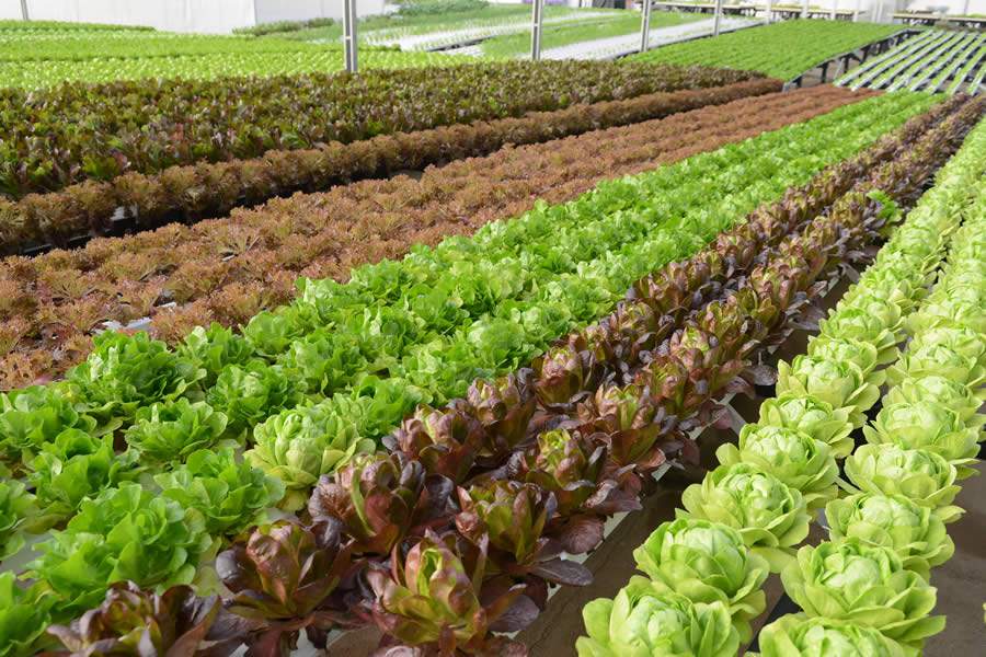 Fazenda Urbana conquista premiação global do Grupo Daimler