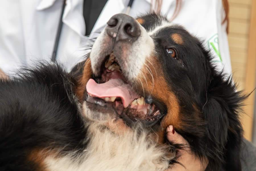 Em referência ao &#039;Setembro Vermelho&#039;, médica-veterinária alerta para doenças cardíacas nos cães