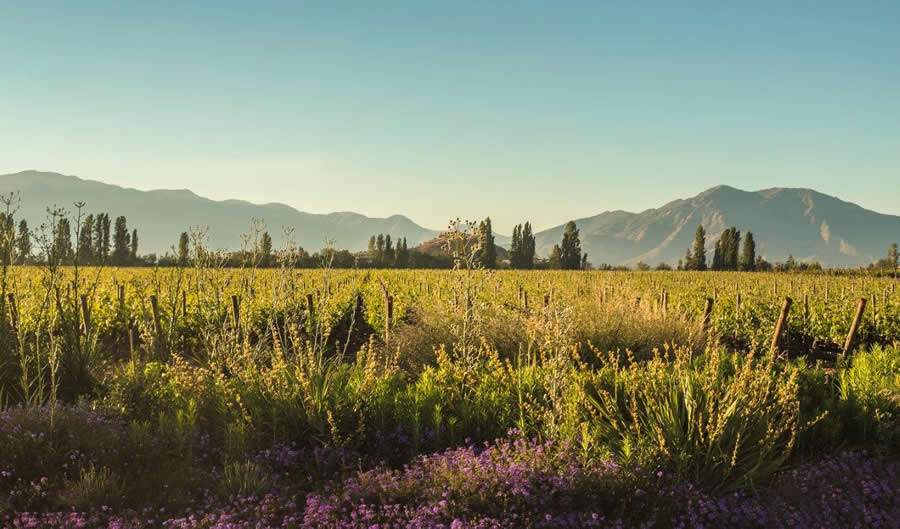 Don Melchor_ Terroir