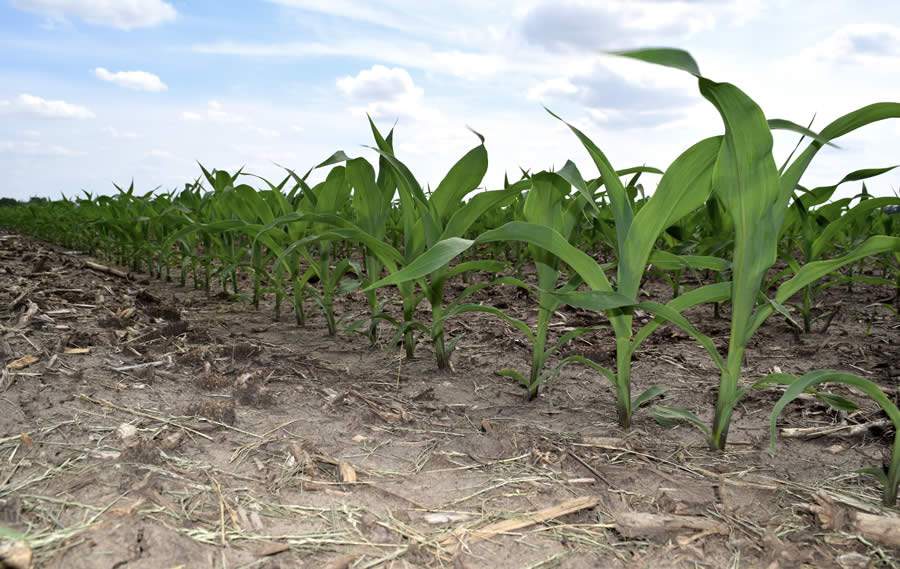 Estrutura das raízes é essencial para boa produção de milho na safrinha, afirma técnico da Brandt